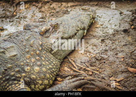 Braune Haut von Süßwasser Krokodil zurück, lag noch immer am Ufer des Flusses Stockfoto