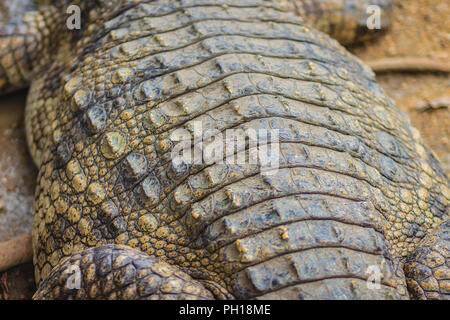 Braune Haut von Süßwasser Krokodil zurück, lag noch immer am Ufer des Flusses Stockfoto