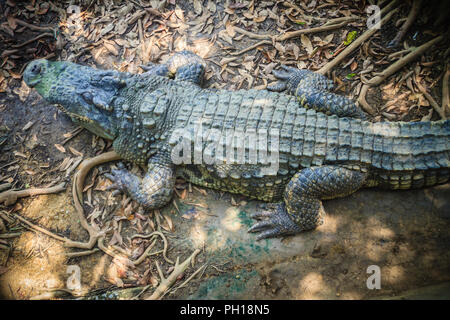 Braune Haut von Süßwasser Krokodil zurück, lag noch immer am Ufer des Flusses Stockfoto