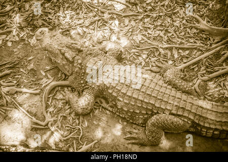 Braune Haut von Süßwasser Krokodil zurück, lag noch immer am Ufer des Flusses Stockfoto