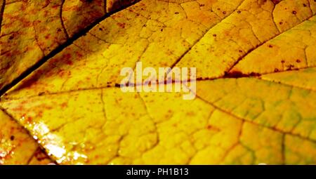 Gelbe Blätter closeup zu fallen. Farben des Herbstes. Wet Stockfoto