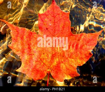 Orange Maple Leaf auf dem Wasser schwimmend. Reflexionen und Wellen Stockfoto