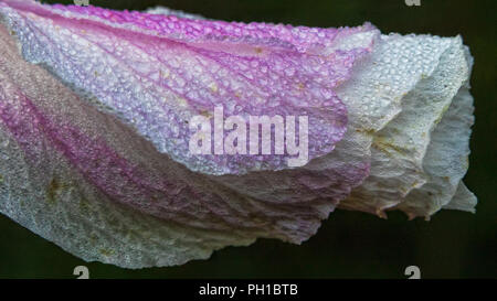 Rose von Sharon Blüte Closeup Stockfoto