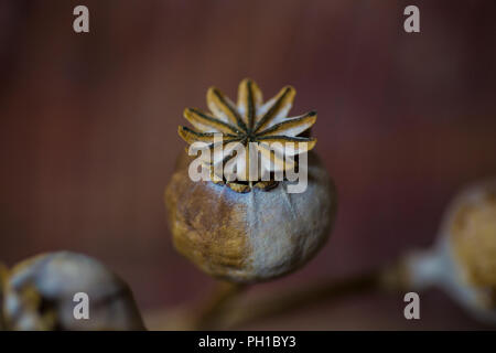 Nahaufnahme der getrockneten Mohn Kopf gegen einen braunen Hintergrund fine art style Bild toll für Herbst Hintergründe Stockfoto