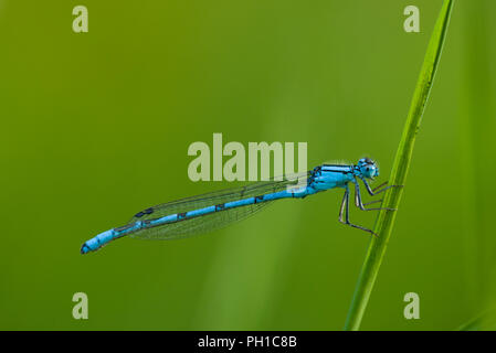 Gemeinsame Blau Damselfly (Enallagma cyathigerum) Männlich Stockfoto