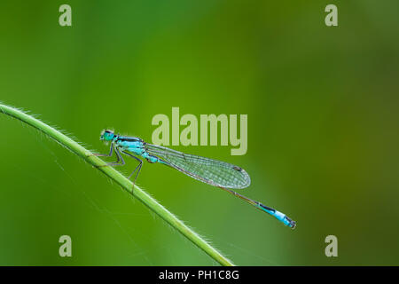 Blue-tailed Damselfly (Ischnura elegans) Männlich Stockfoto