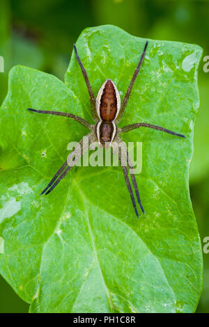 Raft Spinne (Dolomedes fimbriatus) (weiblich) auf einem Blatt. Stockfoto