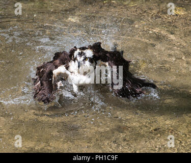 Osprey Vogel baden und seine Umgebung. Stockfoto