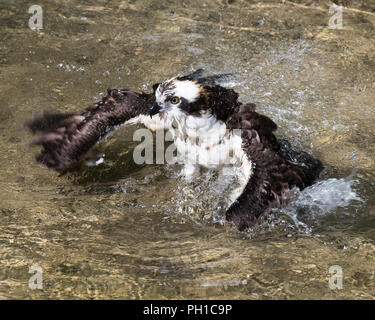 Osprey Vogel baden und seine Umgebung. Stockfoto