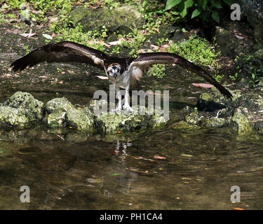 Osprey Vogel mit seinem Flügel am Wasser genießen ihre Umgebung. Stockfoto