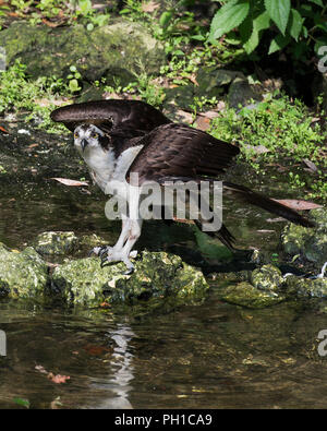 Osprey Vogel mit seinem Flügel am Wasser genießen ihre Umgebung. Stockfoto