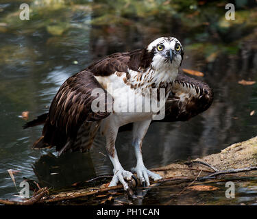 Osprey Vogel auf einem Wasser anmelden genießen ihre Umgebung. Stockfoto