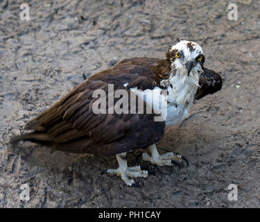 Osprey Vogel zu Ihnen schauen und genießen die Umgebung. Stockfoto