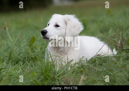 Ungarische Hund Kuvacz Ungarischer Hirtenhund Rennend Park Familie ...