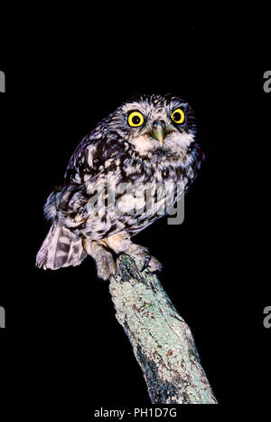 Steinkauz (Athene noctua) in der Nacht. Im südlichen Spanien. Europa Stockfoto