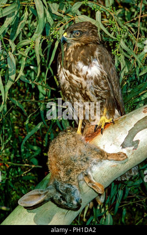 Mäusebussard (Buteo buteo) mit einem Kaninchen gejagt. Im südlichen Spanien. Europa Stockfoto