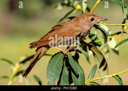 Gemeinsame Nachtigall (Luscinia megarhynchos). Im südlichen Spanien. Europa Stockfoto