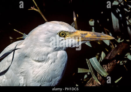 Kuhreiher (Bubulcus ibis) - CLOSEUP. Im südlichen Spanien. Europa Stockfoto