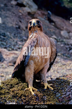 Zwergadler (Hieraaetus pennatus). Im südlichen Spanien. Europa Stockfoto