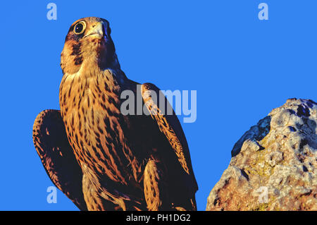 Wanderfalke (FALCO PEREGRINUS) auf einem Felsen thront. Im südlichen Spanien. Europa. Stockfoto