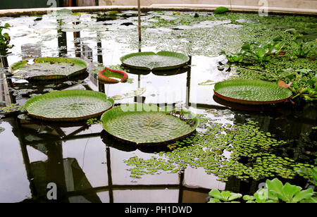 Riesige Seerosen und Lotus lässt viele. Stockfoto