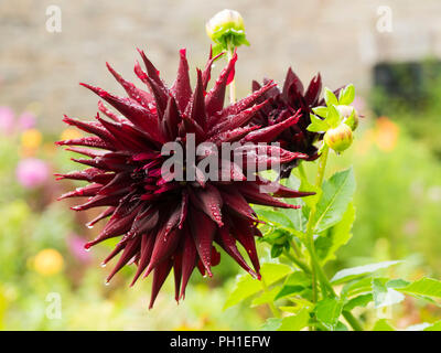 Große, dunkelrote Blüten der Kakteen winterharte Sommer toautumn blühende Dahlie "Schwarze Narzisse" Stockfoto