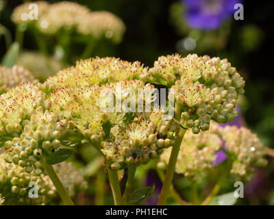 Blass, rot Trinkgeld Spätsommerblumen der immerwährenden Sedum, Hylotelephium telephium Subsp maximale 'Gooseberry Fool' Stockfoto