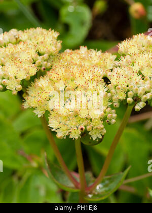 Blass, rot Trinkgeld Spätsommerblumen der immerwährenden Sedum, Hylotelephium telephium Subsp maximale 'Gooseberry Fool' Stockfoto