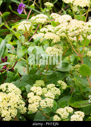 Blass, rot Trinkgeld Spätsommerblumen der immerwährenden Sedum, Hylotelephium telephium Subsp maximale 'Gooseberry Fool' Stockfoto