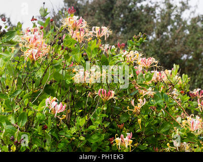 Blass rot, weiß und gelb röhrenförmigen Blüten der kompakte Form der Honeysuckle, Lonicera periclymenum 'Rhabarber und Pudding' Stockfoto