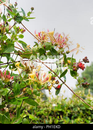 Blass rot, weiß und gelb röhrenförmigen Blüten der kompakte Form der Honeysuckle, Lonicera periclymenum 'Rhabarber und Pudding' Stockfoto