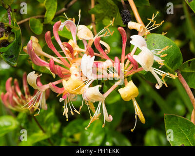 Blass rot, weiß und gelb röhrenförmigen Blüten der kompakte Form der Honeysuckle, Lonicera periclymenum 'Rhabarber und Pudding' Stockfoto