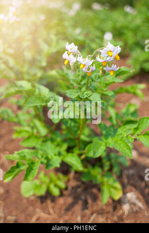 Kartoffeln wachsen im Boden, Blumen blühen Stockfoto