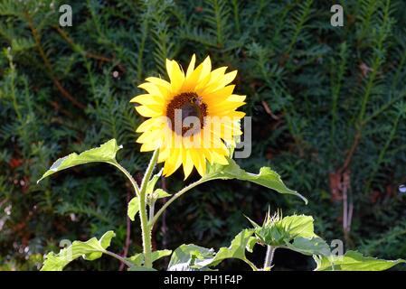 Nahaufnahme des Kopfes eine große Sonnenblume helianthus vor einem dunklen Hintergrund Stockfoto