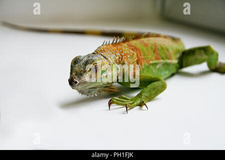 Grüner Leguan Reptilien. Perfektes Porträt eines grünen Leguan Reptilien, aus der Nähe. Close up Portrait von exotischen Home pet Grüner Leguan. Selektive konzentrieren. Stockfoto