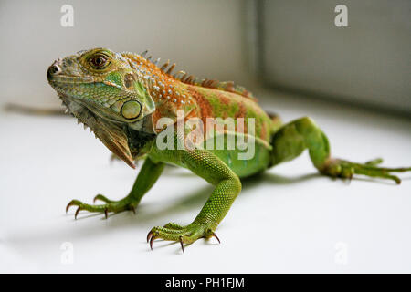 Grüner Leguan Reptilien. Perfektes Porträt eines grünen Leguan Reptilien, aus der Nähe. Close up Portrait von exotischen Home pet Grüner Leguan. Reptile am Fenster sitzen Stockfoto