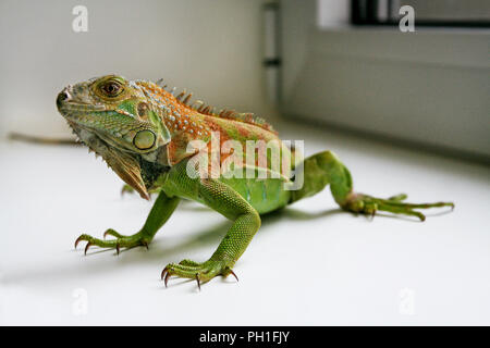 Grüner Leguan Reptilien. Perfektes Porträt eines grünen Leguan Reptilien, aus der Nähe. Close up Portrait von exotischen Home pet Grüner Leguan. Reptile am Fenster sitzen Stockfoto