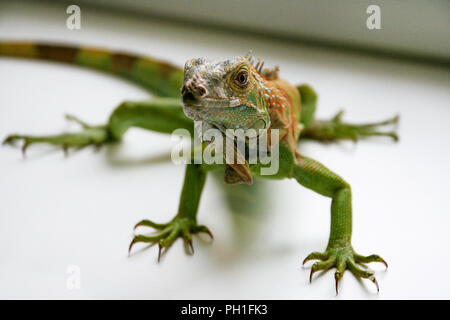 Grüner Leguan Reptilien. Perfektes Porträt eines grünen Leguan Reptilien, aus der Nähe. Close up Portrait von exotischen Home pet Grüner Leguan. Reptile am Fenster sitzen Stockfoto