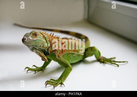 Grüner Leguan Reptilien. Perfektes Porträt eines grünen Leguan Reptilien, aus der Nähe. Close up Portrait von exotischen Home pet Grüner Leguan. Reptile am Fenster sitzen Stockfoto