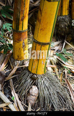 Greenstripe Vivax Bambus (Phyllostachys vivax f. aureocaulis), faserige Wurzeln in Kauai, Hawaii, USA Stockfoto