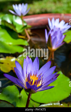 Blauer Lotus (Nymphaea nouchali) wächst in einem kleinen künstlichen Teich in Kauai, Hawaii, USA. Stockfoto
