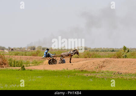 Weg zum Kalvarienberg, SENEGAL - 23.April 2017: Unbekannter senegalesischen Mann reitet ein Warenkorb mit einem Esel. Noch viele Menschen im Senegal leben in Armut Stockfoto