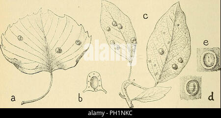 'Les zoocécidies des Plantes d'Afrique, d'Asie et d'Industriegüter: Beschreibung des Galles, Illustration, Bibliographie détaillée, répartition géographique, Index bibliographique" (1922) Stockfoto