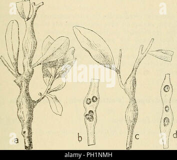 'Les zoocécidies des Plantes d'Afrique, d'Asie et d'Industriegüter: Beschreibung des Galles, Illustration, Bibliographie détaillée, répartition géographique, Index bibliographique" (1922) Stockfoto