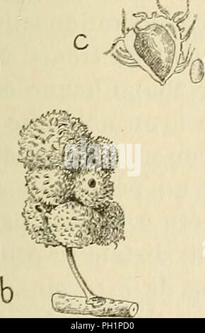 'Les zoocécidies des Plantes d'Afrique, d'Asie et d'Industriegüter: Beschreibung des Galles, Illustration, Bibliographie détaillée, répartition géographique, Index bibliographique" (1922) Stockfoto