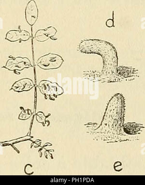 'Les zoocécidies des Plantes d'Afrique, d'Asie et d'Industriegüter: Beschreibung des Galles, Illustration, Bibliographie détaillée, répartition géographique, Index bibliographique" (1922) Stockfoto