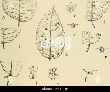 'Les zoocécidies des Plantes d'Afrique, d'Asie et d'Industriegüter: Beschreibung des Galles, Illustration, Bibliographie détaillée, répartition géographique, Index bibliographique" (1922) Stockfoto