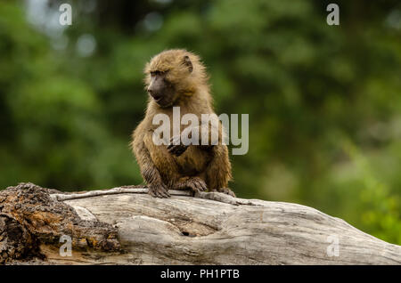 Baboon (papio Anubis) in Tansania Stockfoto