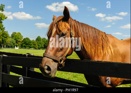 Thorougbred Pferd Stockfoto