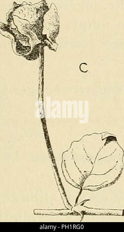 'Les zoocécidies des Plantes d'Afrique, d'Asie et d'Industriegüter: Beschreibung des Galles, Illustration, Bibliographie détaillée, répartition géographique, Index bibliographique" (1922) Stockfoto